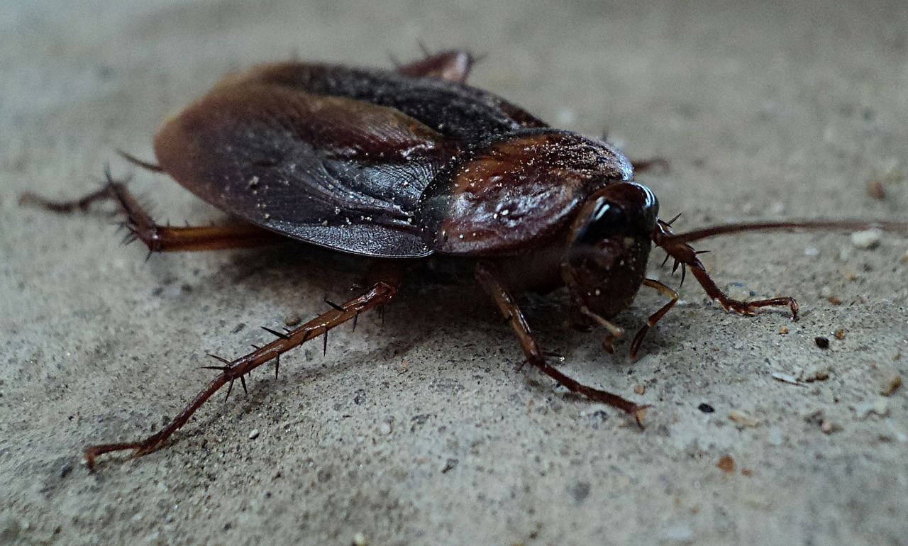 East Village pest control for your business and home.